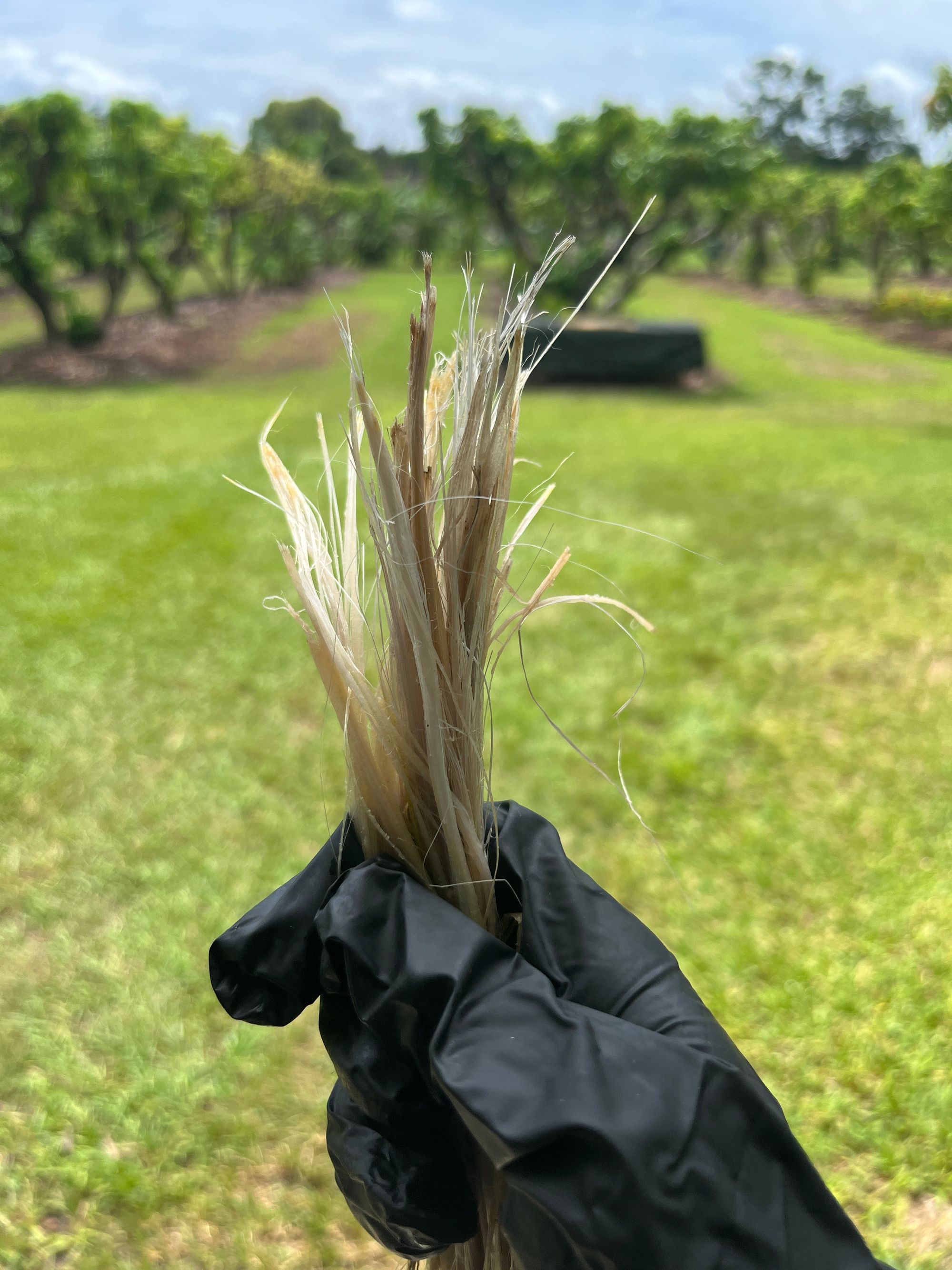 A gloved hand holding a bundle of long, fibrous banana fibers with a grassy field and trees blurred in the background.